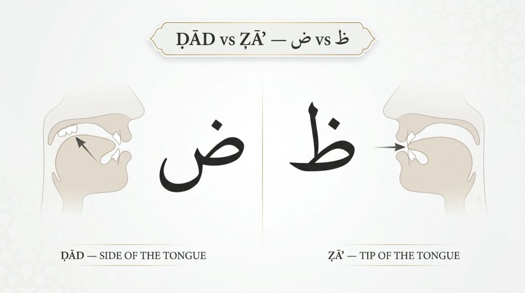 Dhad (ض) vs Zha (ظ) pronunciation difference